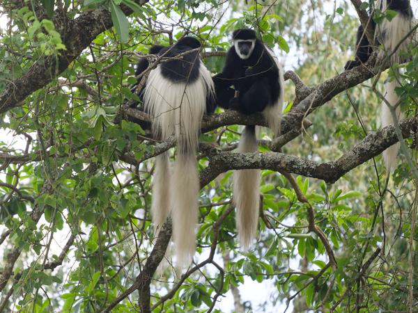 <h3><a href="/trips/tanzania/biota/animalia/chordata/mammalia/primates/cercopithecidae/colobus guereza/colobus guereza-nl.html">Colobus&nbsp;guereza</a> / Guereza / Oostelijke&nbsp;colobus</h3>OM-1 Mark II met OLYMPUS M.150-400mm F4.5, 1/2000 sec  bij F4.5, ISO 4000, afstand 31.8&nbsp;m